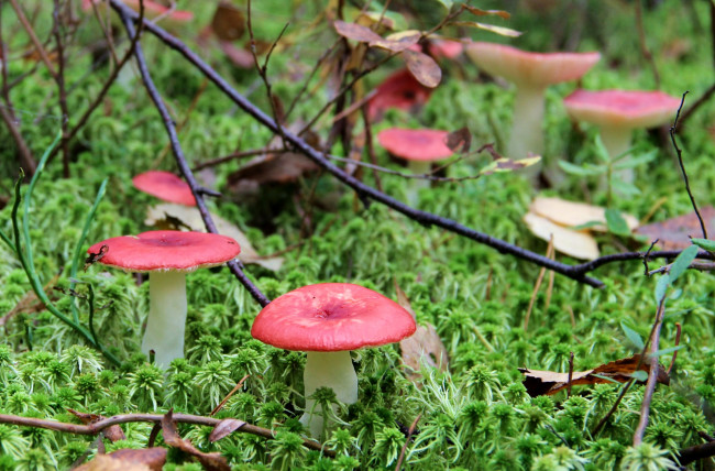 Обои картинки фото природа, грибы, сыроежки