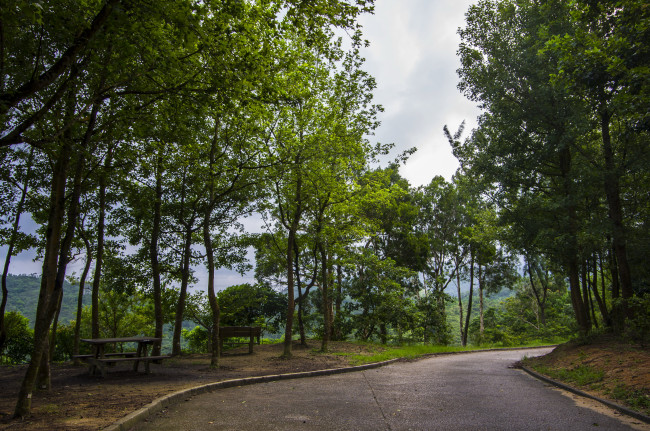 Обои картинки фото гонконг, природа, парк, тропики, трава, растения