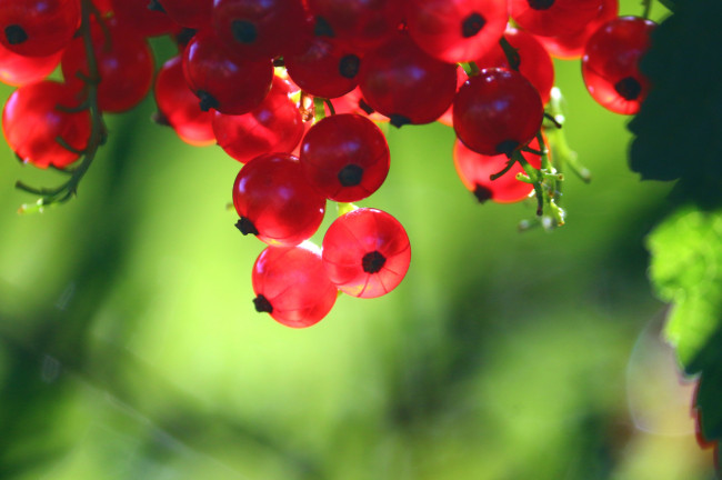 Обои картинки фото природа, Ягоды, красная, смородина