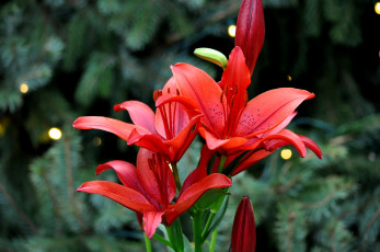 Картинка цветы лилии +лилейники лепестки цветение