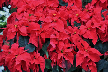 Картинка цветы пуансеттия цветение красная листья