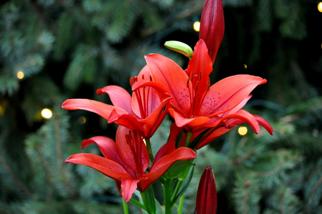 Обои картинки фото цветы, лилии,  лилейники, лепестки, цветение