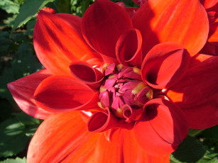 обоя цветы, георгины, лепестки