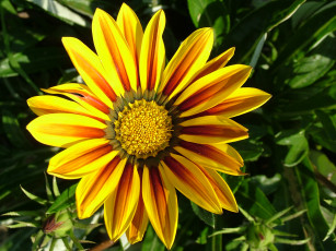 Картинка цветы лепестки