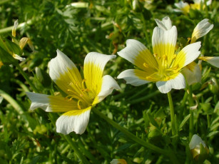 Картинка цветы луговые+ полевые +цветы лепестки