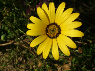 Картинка цветы ромашки лепестки