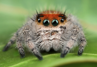 Картинка животные пауки паучок