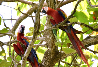 Картинка животные попугаи птички