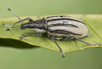 Картинка животные насекомые жучок