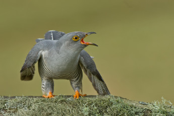 Картинка животные птицы кукушка