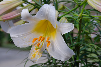 Картинка цветы лилии +лилейники лилия