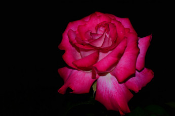 Картинка цветы розы роза