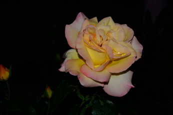 Картинка цветы розы роза