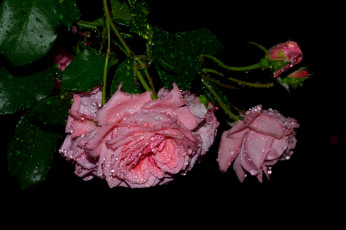 Картинка цветы розы роза