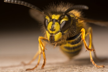 Картинка животные пчелы +осы +шмели оса