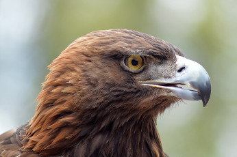 Картинка животные птицы+-+хищники орел степной