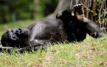 Картинка животные обезьяны горилла отдых обезьяна трава