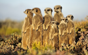 Картинка животные сурикаты зверки милые смешные стойка