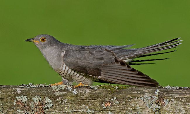 Обои картинки фото животные, птицы, кукушка