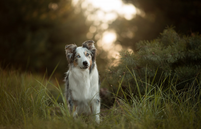 Обои картинки фото животные, собаки, аусси, собака, трава, австралийская, овчарка
