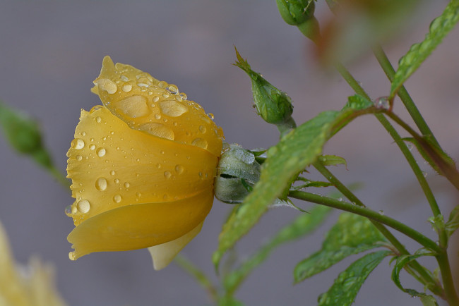 Обои картинки фото цветы, розы, роза