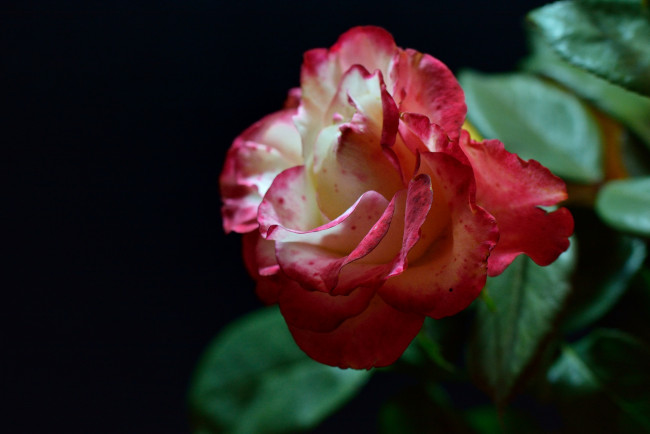 Обои картинки фото цветы, розы, роза