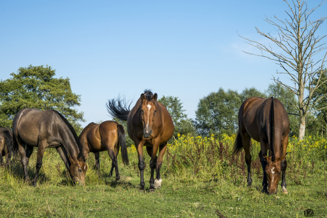 Обои картинки фото животные, лошади