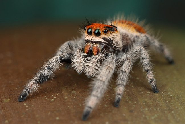 Обои картинки фото животные, пауки, паучок