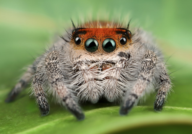 Обои картинки фото животные, пауки, паучок
