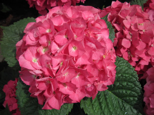 Картинка цветы гортензия розовый