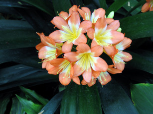 Картинка цветы кливия соцветие