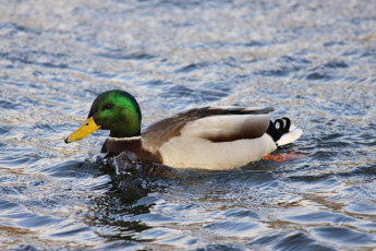 Картинка утка животные утки вода