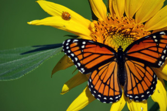 Картинка животные бабочки +мотыльки +моли божья коровка данаида монарх жук насекомые бабочка подсолнух макро