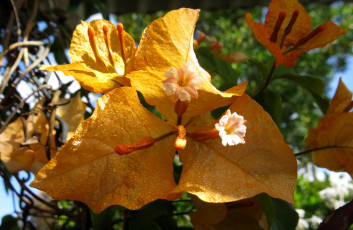 Картинка цветы бугенвиллея