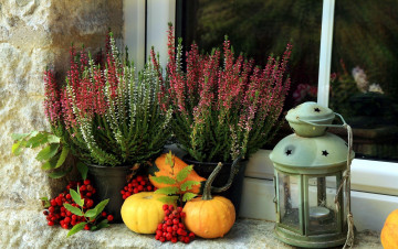 Картинка еда натюрморт тыква рябина вереск фонарь