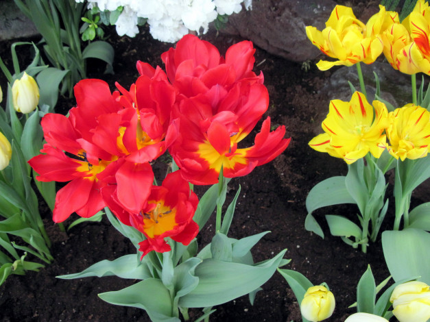 Обои картинки фото цветы, тюльпаны, алый