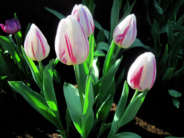 Обои картинки фото цветы, тюльпаны, бутоны