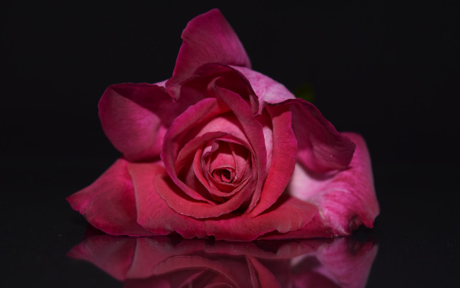 Обои картинки фото цветы, розы, бутон