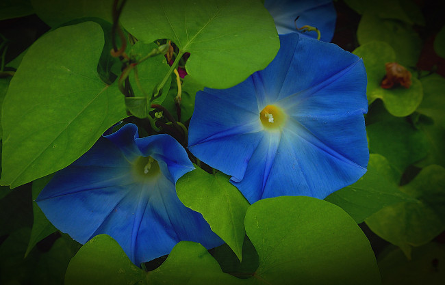 Обои картинки фото цветы, вьюнки,  ипомеи, вьюнок