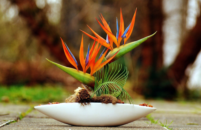 Обои картинки фото цветы, стрелиция , райская птица, экзотика