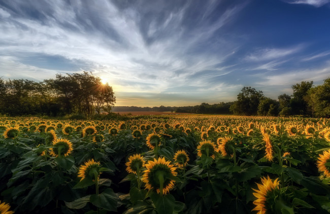 Обои картинки фото цветы, подсолнухи