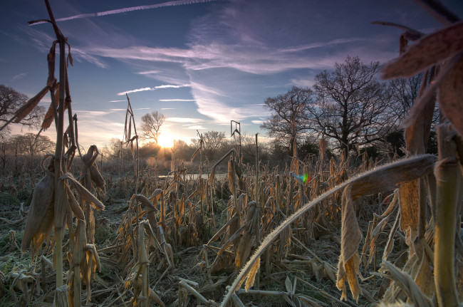 Обои картинки фото природа, пейзажи, иней