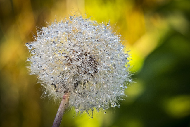 Обои картинки фото цветы, одуванчики, роса, одуванчик