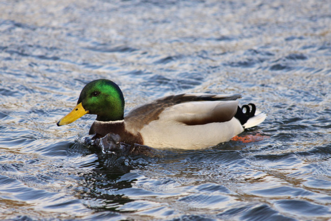 Обои картинки фото утка, животные, утки, вода