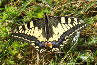 Картинка животные бабочки +мотыльки +моли бабочка