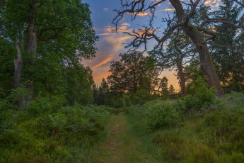 Картинка природа лес простор