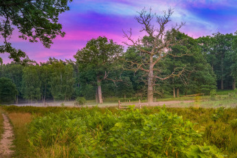 Картинка природа лес простор