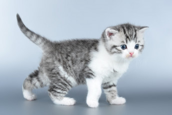 Картинка животные коты котенок милый малыш