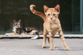 Картинка животные коты взгляд котенок рыжий