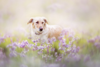 Картинка животные собаки друг взгляд лето собака